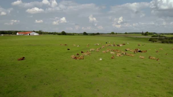 田野上空的空中录像 那里有奶牛 在绿色的牧场上饲养的动物 自然环境中美丽的夏季风景 被无人驾驶飞机射中的东部波特兰 — 图库视频影像