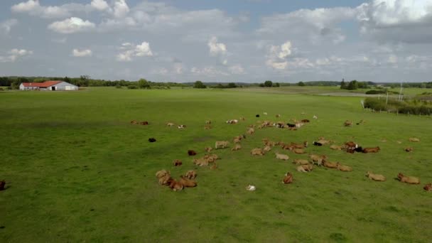 牛や緑の牧草地で飼育された動物 自然の中で美しい夏の風景 ドローンで撮影された東側の土地など フィールド上の空中映像 — ストック動画
