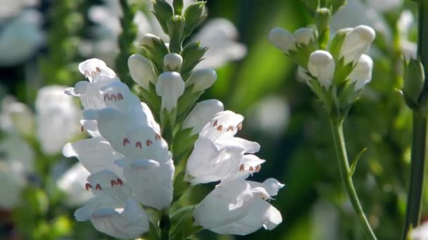 Vita Clethraceae Blommor Rör Sig Vinden — Stockvideo