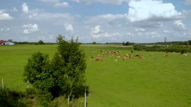 Imágenes Aéreas Sobre Campo Donde Hay Vacas Animales Granja Pastos — Vídeos de Stock
