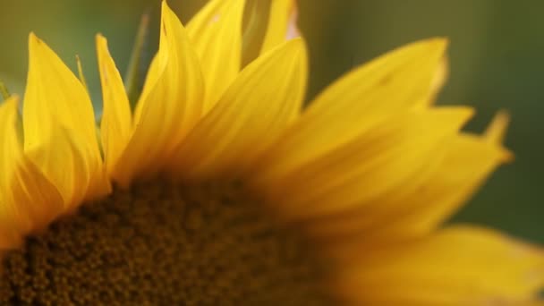 Sonnenblume Blüht Nahaufnahme Abend Goldenes Stundenlicht — Stockvideo