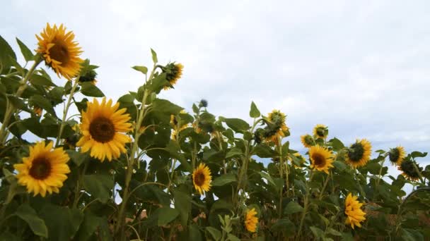 Row Sunflowers Cloudy Sky Background — Stock Video
