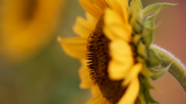 Sonnenblume Blüht Nahaufnahme Abend Goldenes Stundenlicht — Stockvideo