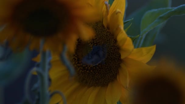 Grands Hétérocères Papillon Nuit Sur Fleur Tournesol Dans Lumière Crépuscule — Video