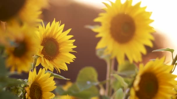 Sunflower Blossoms Close Evening Golden Hour Light — Stock Video