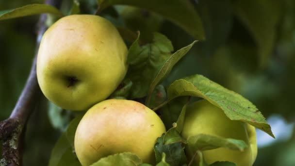 Gröna Äpplen Äppelträd Redo Att Skördas — Stockvideo