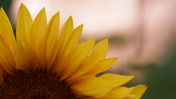 Sunflower Blossoms Close Evening Golden Hour Light — Stock Video