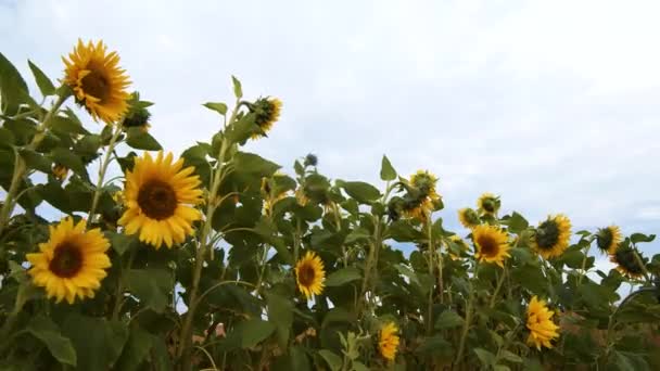 Row Sunflowers Cloudy Sky Background Time Lapse — Stock Video