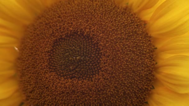 Sonnenblume Blüht Nahaufnahme Abend Goldenes Stundenlicht — Stockvideo