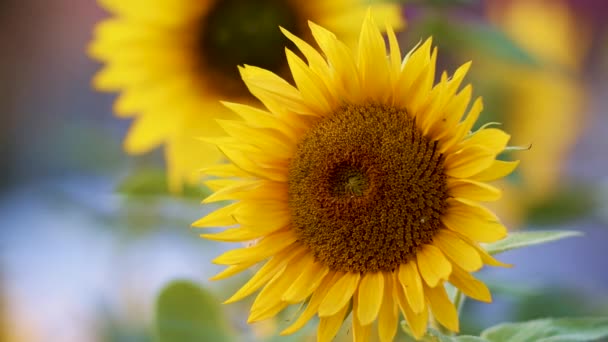 Sonnenblume Blüht Nahaufnahme Abend Goldenes Stundenlicht — Stockvideo