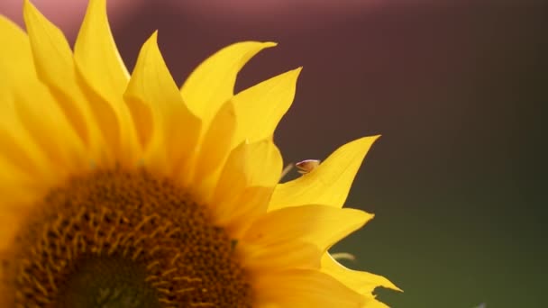 Čmelák Brouk Šplhání Slunečnicový Květ List Detailní — Stock video