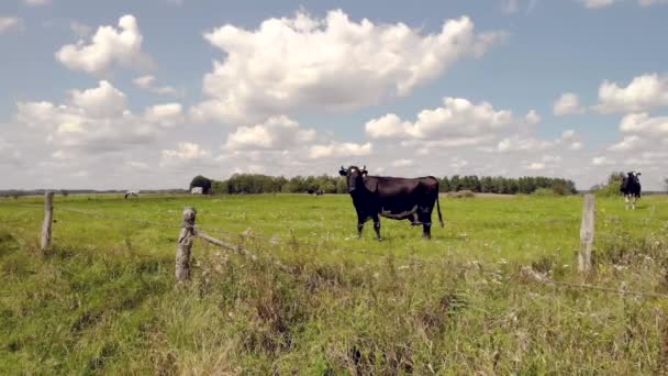 Ένα Στατικό Πλάνο Μιας Μαύρης Αγελάδας Που Στέκεται Ένα Χωράφι — Αρχείο Βίντεο