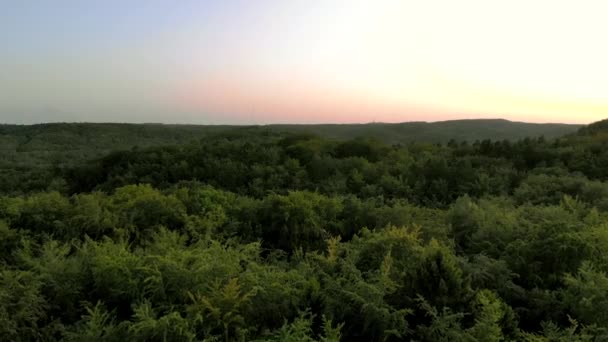 Luchtfoto Groene Hoge Bomen Bij Zonsondergang Uitzicht Kronen Van Boven — Stockvideo
