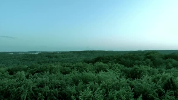 木々に覆われ 地平線には雲のない青い空があり 日没前の期間のショット — ストック動画
