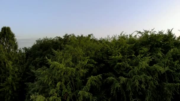 Zwevend Boven Bomen Aan Horizon Een Blauwe Hemel Zonder Wolken — Stockvideo