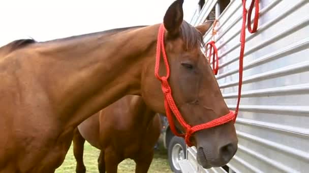 Dwa Konie Przywiązane Przyczepy Zbliżenie — Wideo stockowe