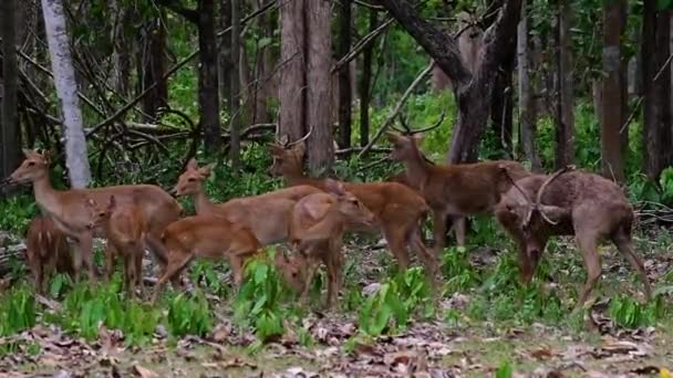 Eld Deer Een Bedreigde Soort Als Gevolg Van Habitat Verlies — Stockvideo