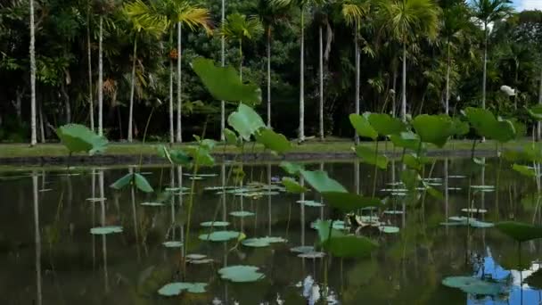 Ένα Πλαϊνό Πλάνο Μιας Λίμνης Πολλά Φυτά Λωτού Πολλούς Φοίνικες — Αρχείο Βίντεο