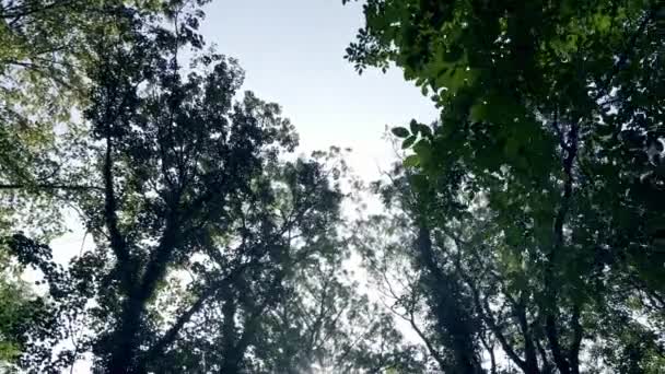 カメラは晴れた日に暗い森の中をゆっくりと移動し 木漏れ日を部分的に照らす 4Kで撮影 — ストック動画