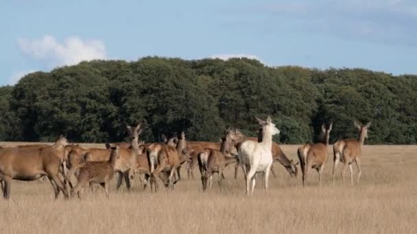 Manada Ciervos Caminando Prado Ciervo Blanco Sobresaliendo Multitud — Vídeo de stock