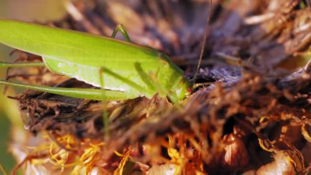 Close Shot Green Great Grasshopper Eating Dried Brown Flower — Stock Video