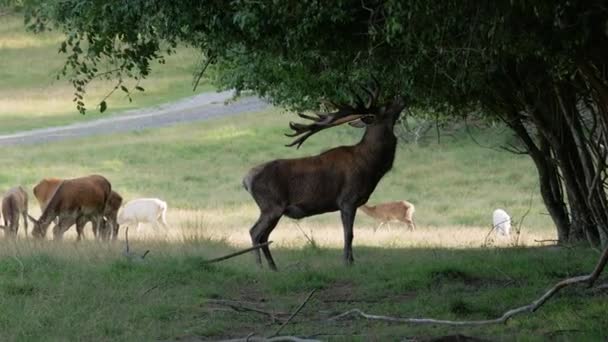 Cervo Maschio Con Grandi Corna Raggiungere Ramo Albero — Video Stock