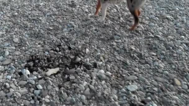 Anjing Pantai Sore Hari Bermain Main Dan Penasaran Menembak — Stok Video
