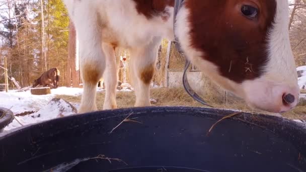 冬は屋外でバケツから冷たい水を飲むかわいい牛のスローモーションショット — ストック動画