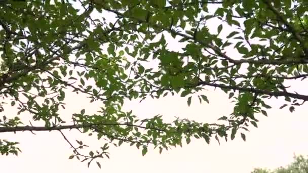 小公园里挂着吊床的树 在索尼A7Iii和罗宁S上被枪杀 — 图库视频影像