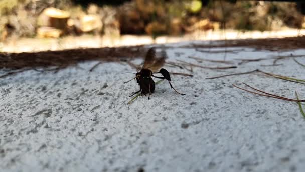 Kampf Zwischen Wespe Und Spinne Zeitlupe Tragt Die Spinne Zeitlupe — Stockvideo