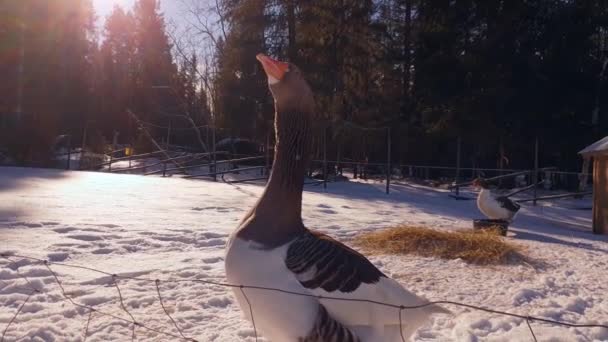 Zeitlupe Nahaufnahme Einer Wütenden Gans — Stockvideo