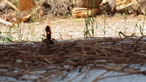 大黑蜂在夏天袭击黑蜘蛛 黄蜂和蜘蛛之间的斗争 带着蜘蛛 — 图库视频影像
