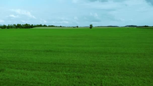 Luftaufnahmen Über Grasfeld Grünem Rasen Und Blauem Himmel Naturlandschaft Auf — Stockvideo