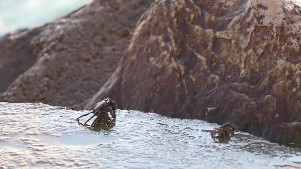 Two Sea Crabs Standing Rock Beach Eating Ground — Stock Video