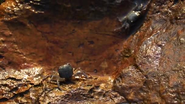 Crabs Standing Shallow Waters Rock Fighting Dominance Territory — Stock Video