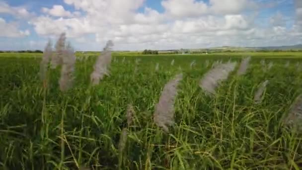 Gros Plan Des Plantes Canne Sucre Déplaçant Dans Vent Avec — Video