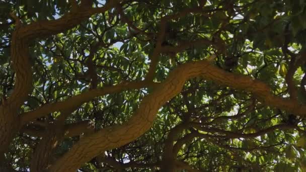 Shot Tree Its Heliotropium Foertherianum — Stock Video