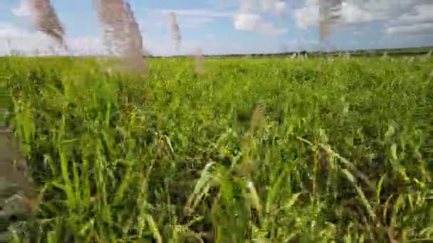 Plano Cercano Una Plantación Caña Azúcar Moviéndose Viento Con Fondo — Vídeos de Stock