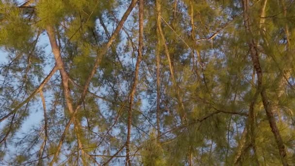 Hipnotikus Lövés Alulról Faágak Mozog Lassan Szellő Közelében Strand Egy — Stock videók