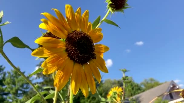 Bijen Zoemen Rond Zonnebloemen — Stockvideo