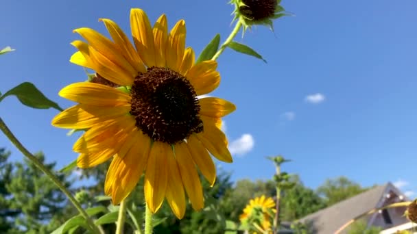Pszczoły Brzęczące Wokół Słonecznych Kwiatów Slo — Wideo stockowe