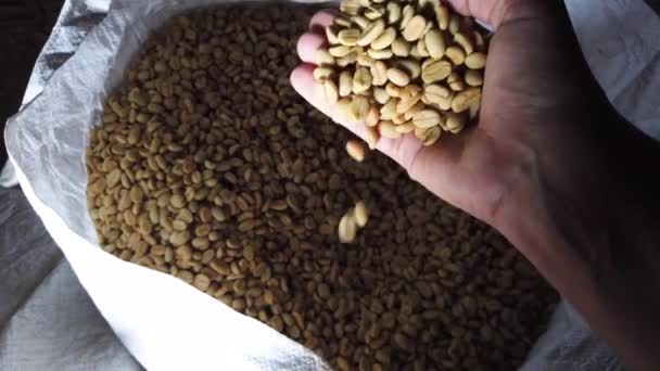 Green Coffee Beans Fall Hand White Plastic Sack Close — Stock Video