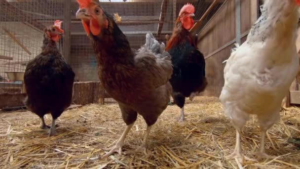Hühner Einem Hühnerstall Mit Heu Auf Dem Boden Neugierig Die — Stockvideo