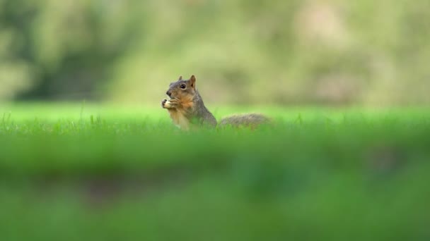 Vue Rapprochée Des Glands Mangeurs Écureuils — Video