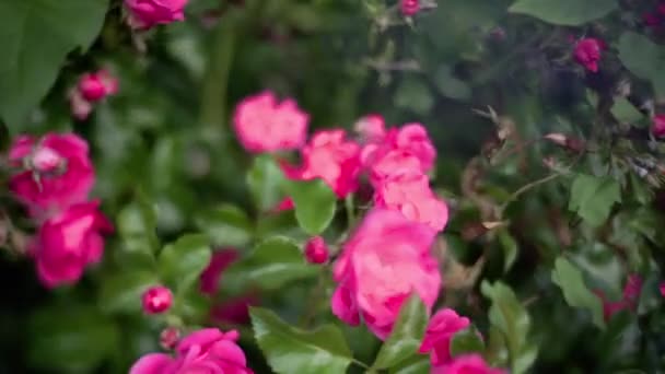 Różowe Kwiaty Róży Bush Podręczne — Wideo stockowe