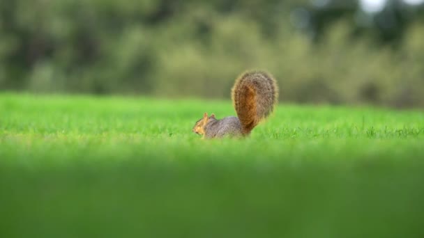 Closeup View Squirrel Eating Acorns — Stock Video