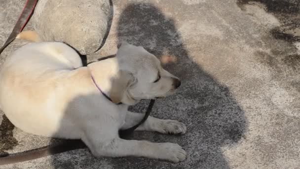 Cute Labrador Dog Eating Peas Feeling Hungry — Stock Video