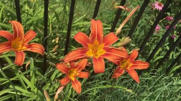 Beautiful Orange Day Lilies Blowing Gently Wind — Stock Video