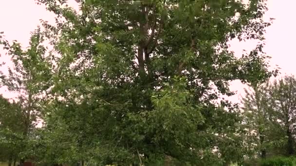 Grand Arbre Dans Petit Parc Tourné Sur Sony A7Iii Ronin — Video