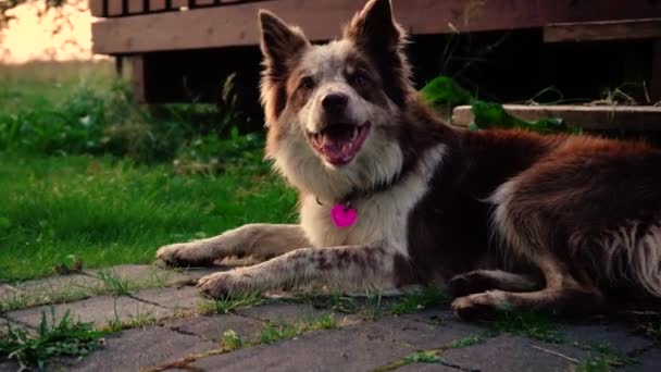 Geweldige Close Ups Van Een Prachtige Hond Bij Zonsondergang Neergeschoten — Stockvideo